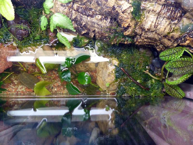 Paludarium 96 litres pour crabes Geosesarma de Patrice_B Terra_9_zps79675fa2