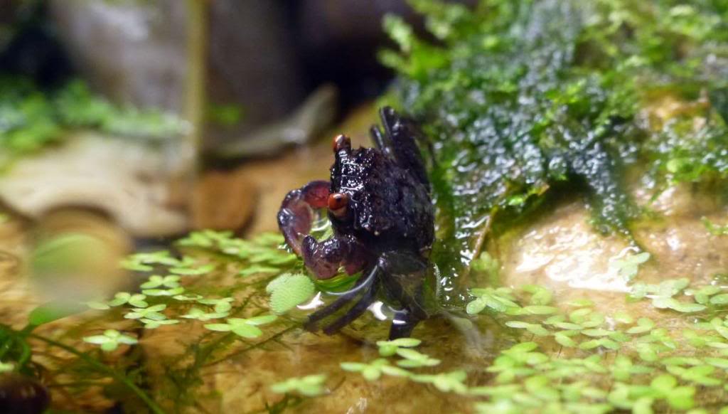 Paludarium pour crabes Geosesarma de Patrice_B Peche_3_zpsde5e5717