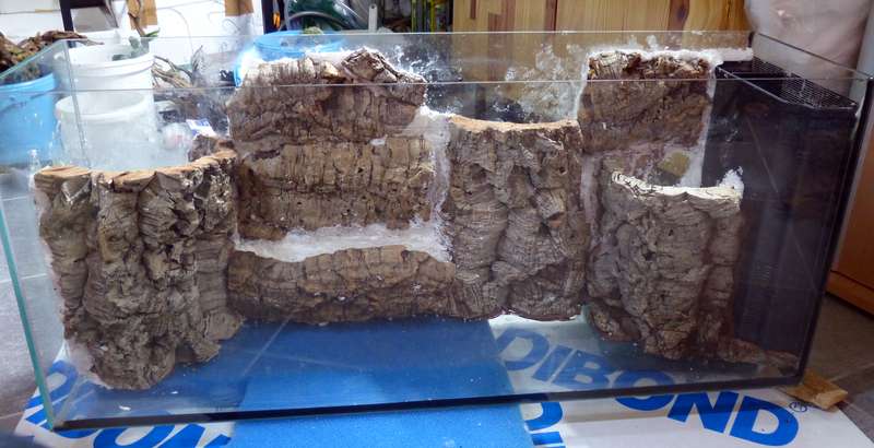 concours2015 - Paludarium 120 litres (L100xl30xh40) de Patrice_B (CONCOURS 2015) Palu_1_zpsdcf7f23e