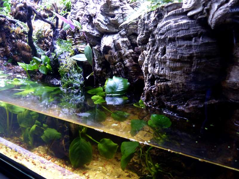 Paludarium 120 litres (L100xl30xh40) de Patrice_B (CONCOURS 2015) - Page 5 Palu_7_zps7rbvatoz