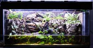 concours2015 - Paludarium 120 litres (L100xl30xh40) de Patrice_B (CONCOURS 2015) Palu_petite_2_zps7zfxgfhf