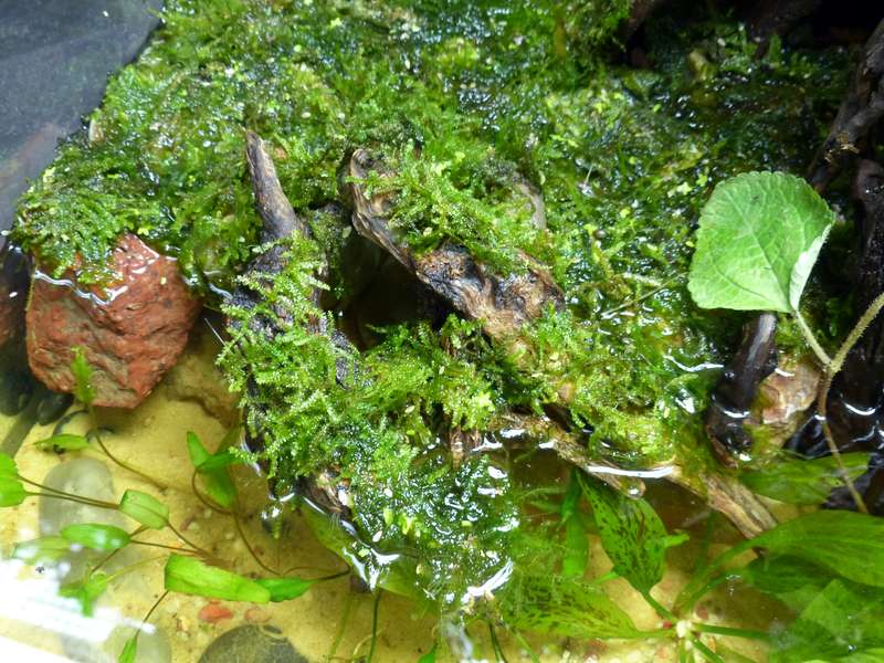 Paludarium de Patrice_B (L 120 x l60 x h112) - Page 6 Mousse_2_zps570dfd46