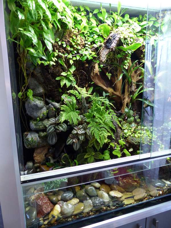 Paludarium de Patrice_B  (L 120 x l60 x h112) - Page 14 Palu_5_zps2773dbe6