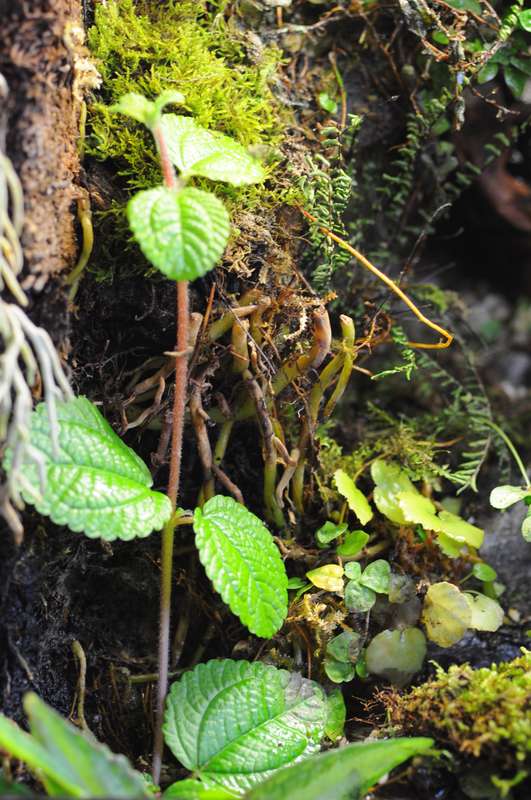 Terrarium (aquaterrarium) pour Crabes Geosesarma de Patrice_B Terra_10_zpscb9dca90