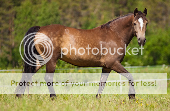 Connemara ★ Aqua Speckles ♂ 014_zps888ba21a