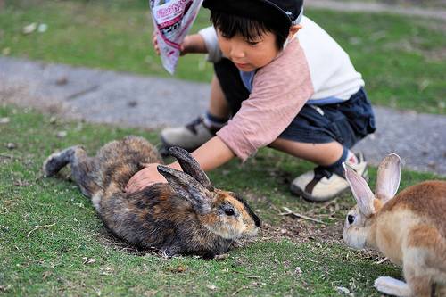 Okunoshima, "La Isla de los Conejos" Isolaconigli4