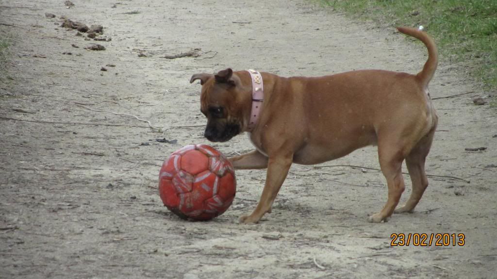 Look dad I found a ball! IMG_0773_zps6caa4d4b