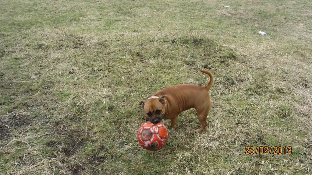 Look dad I found a ball! IMG_0793_zpsd982053f