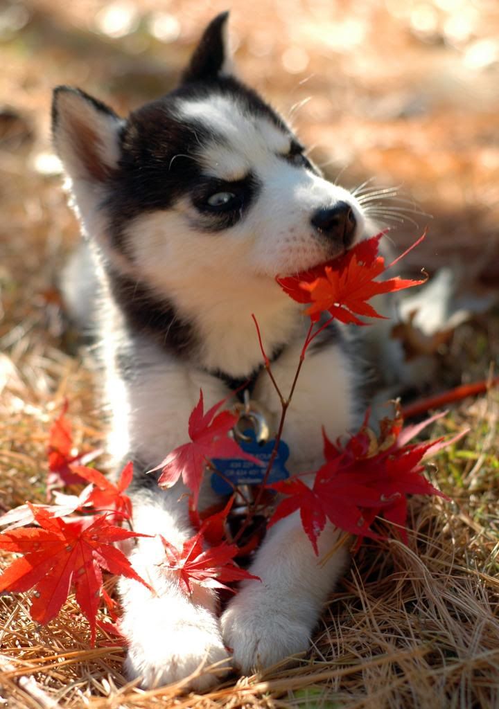 Kiba Scrapbook Happy Halloween PIc. (Page 3) DSC_6168