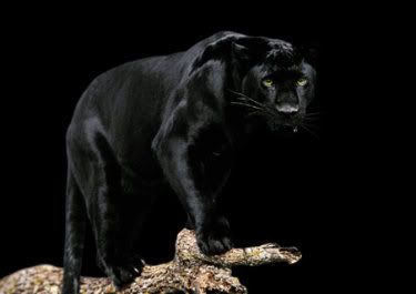 The Pack (Shapeshifters~Pick and Play) Black_panther_375