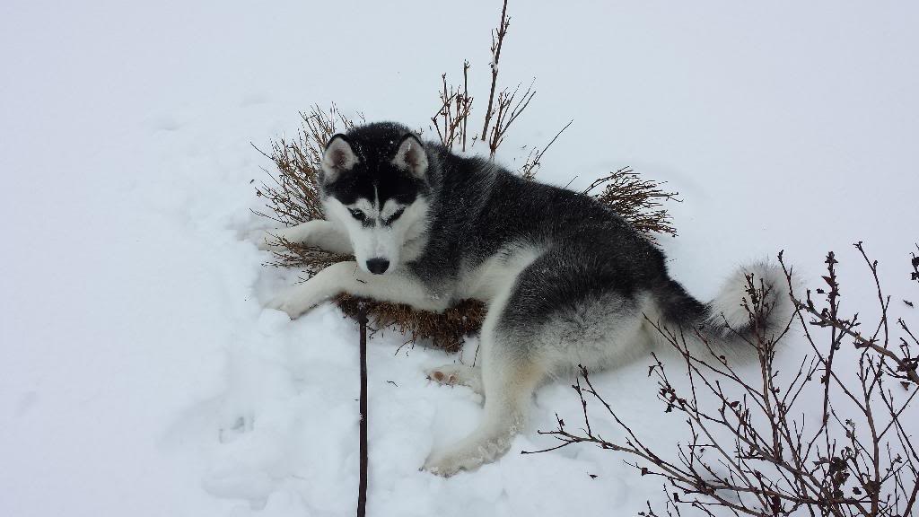 Siku from Wisconsin  - Page 2 20140201_113405_zpsp10ornwc