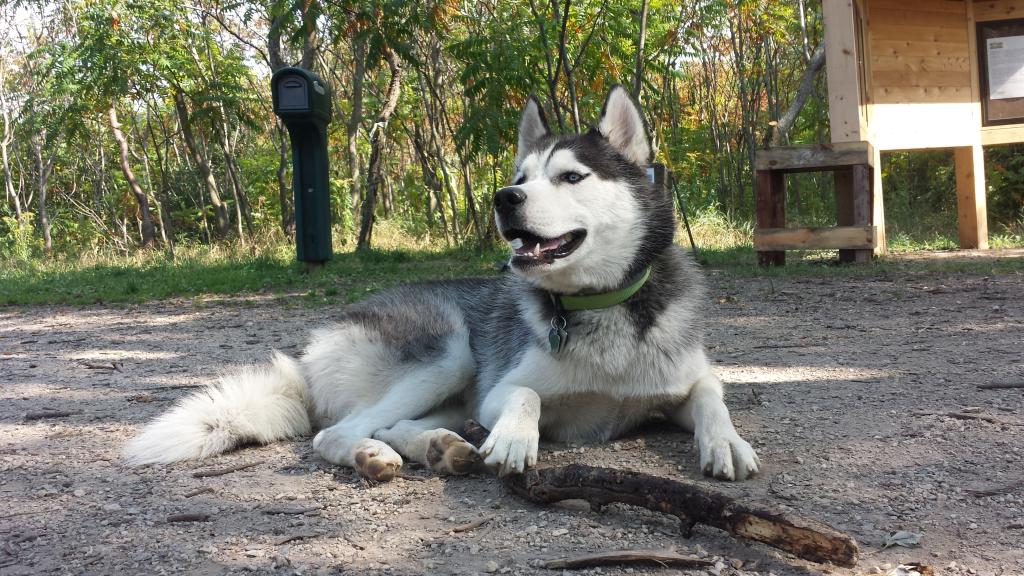 Siku from Wisconsin  - Page 2 20140929_125439_zpskgjqglwr