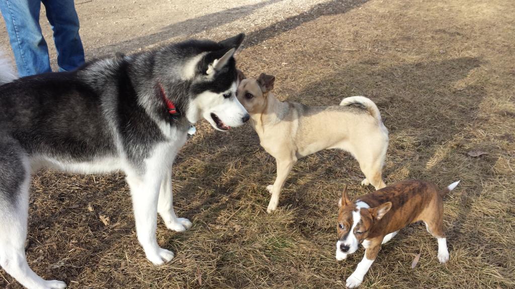 Malamute - Grafton Wisconsin-Ozaukee County Husky Malamute meet 20141225_135228_zpsrllfas9t