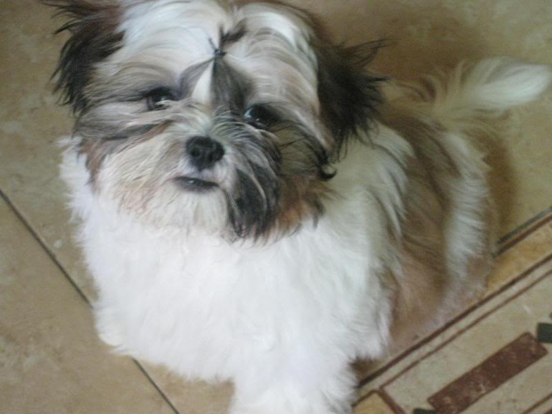 SHIH TZU LOVERS!!! - Page 5 IMG_2257