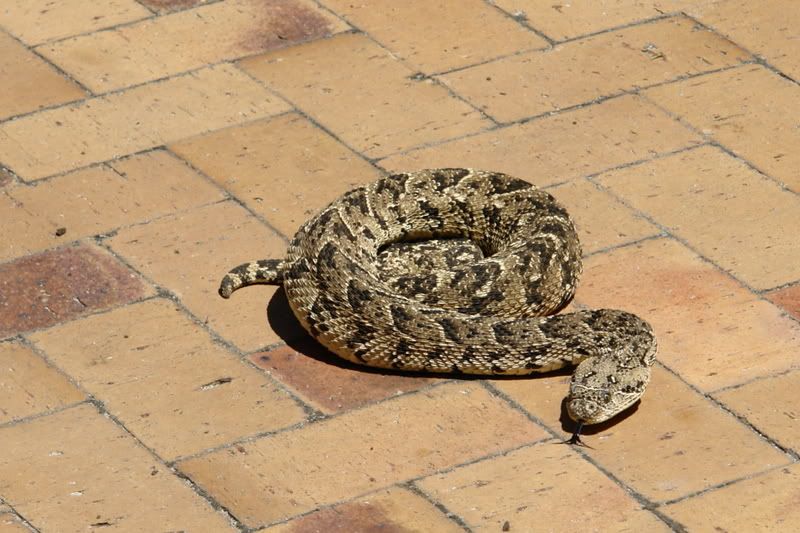 venomous snakes DSC01428