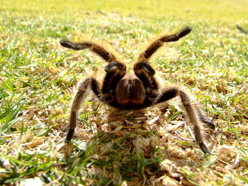 Huntsman Spider NohappyTarantula