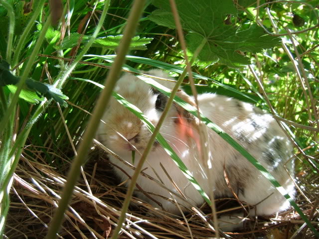 Teddy in his 'jungle' BeachBBQTeddy060