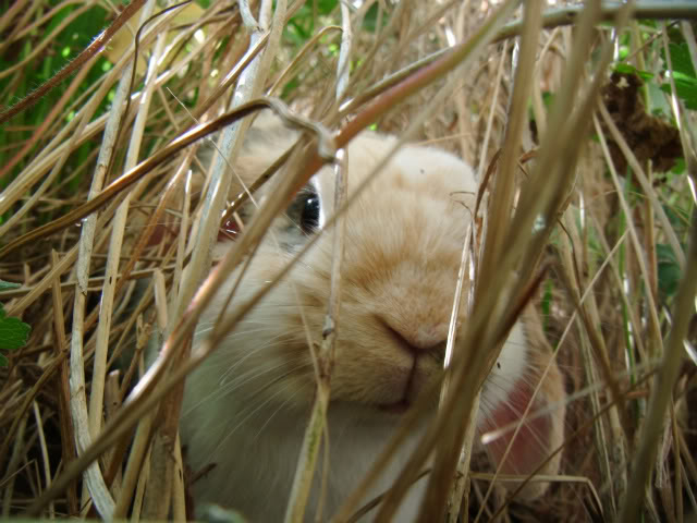 Teddy in his 'jungle' BeachBBQTeddy063