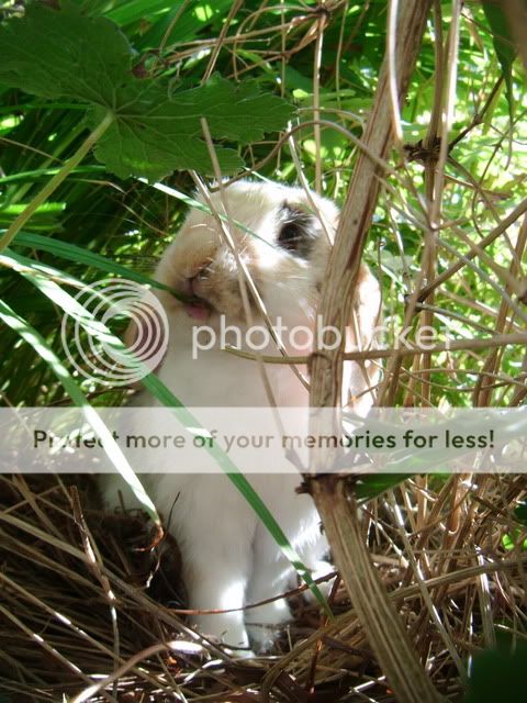 Teddy in his 'jungle' BeachBBQTeddy068