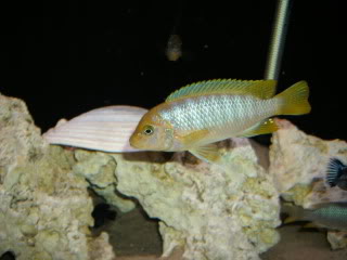 profile - SPECIES PROFILE: Metriaclima Hajomaylandi GEDC0181-1