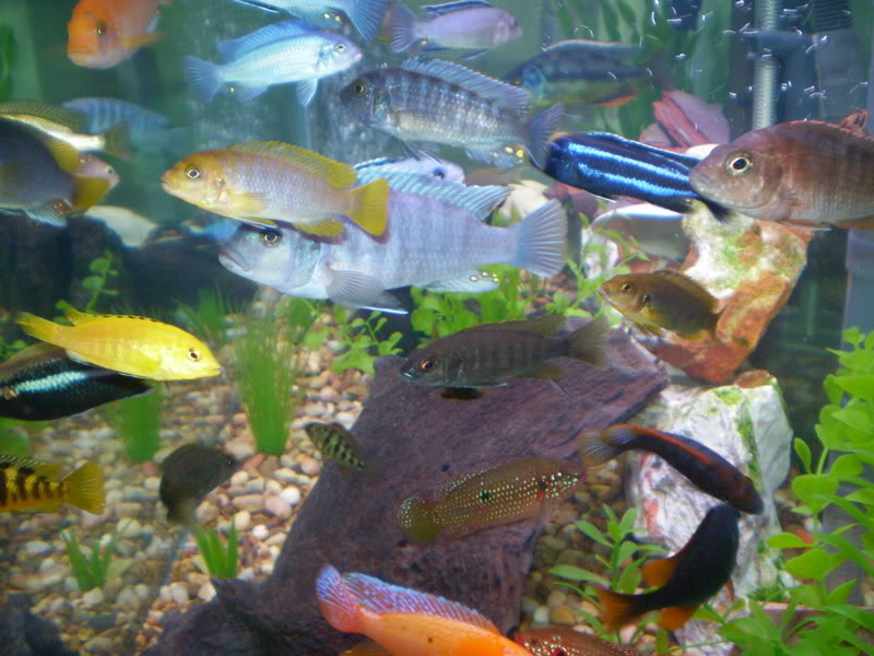 Heres some of my fish..... P5192382