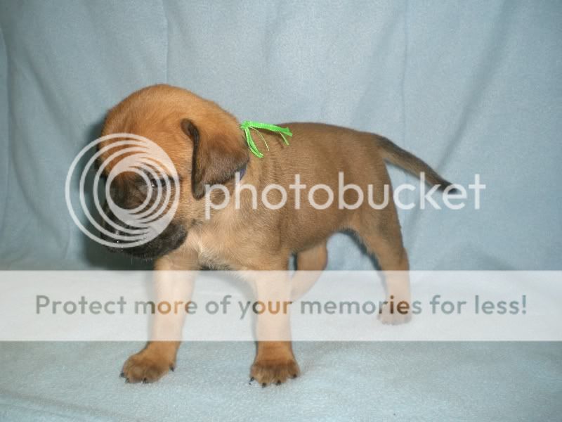 Individual puppy pictures Green