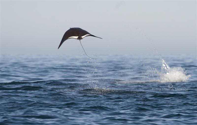 Le vivant, c'est trop cool ! (faune, flore, etc.) - Page 3 FlyingMobulasontheSeaofCortez8