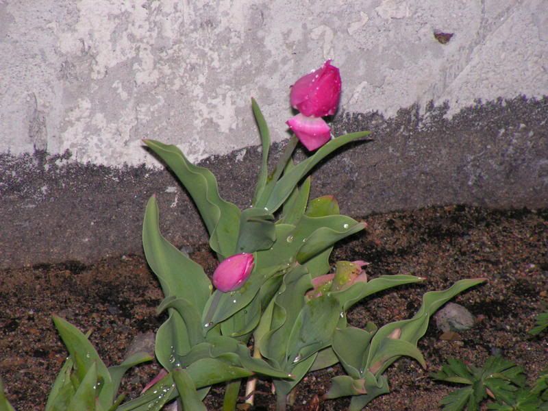 mes tulipes 2007plate-bande005