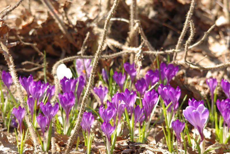 crocus Sept-les2009034