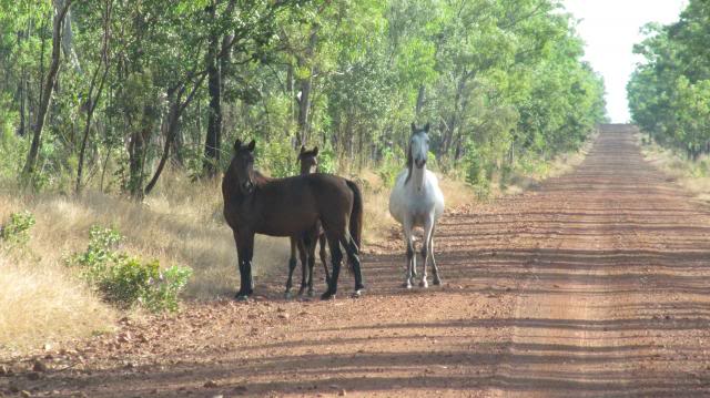 Broome 2013 TeddyBearBikies2013180_zps339aa593