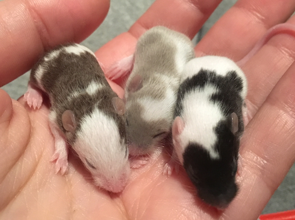Current and upcoming litters - Constantly updated - Page 2 Photo_zpsbrfp21ab