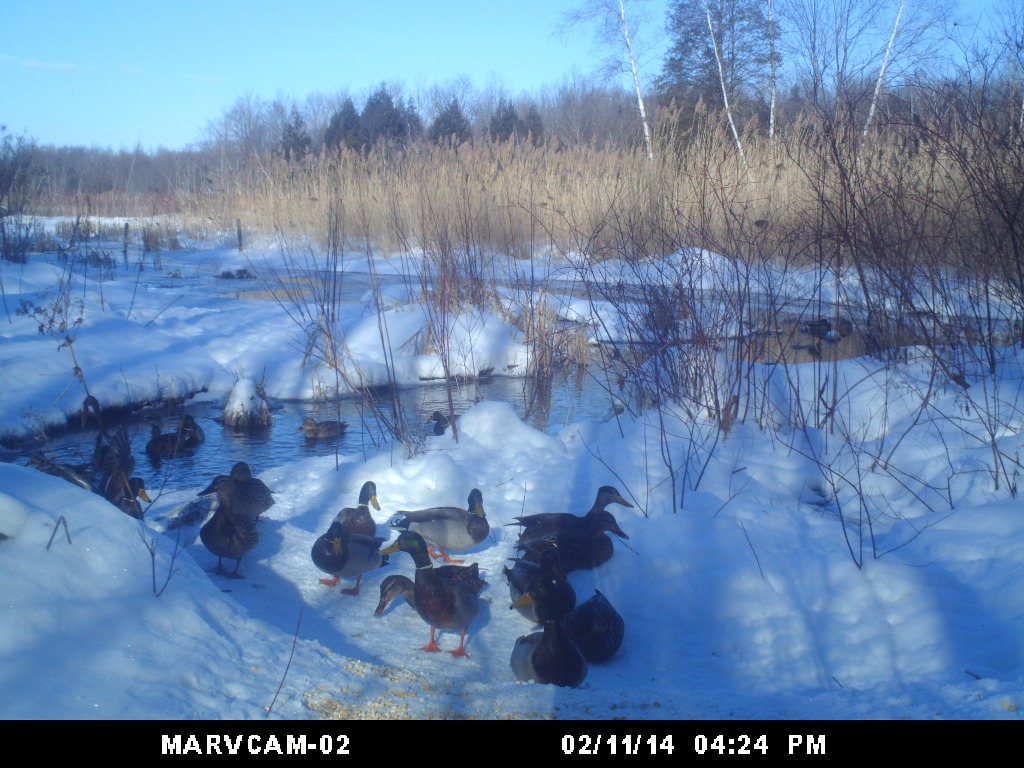 mallards at the beaver pond   birdcam Duck40_zps541dc03a