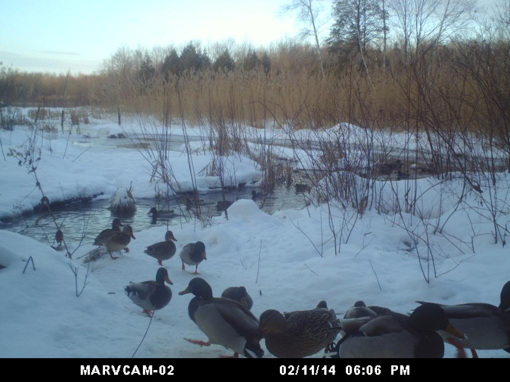 mallards at the beaver pond   birdcam Duck45_zps4bd0c454