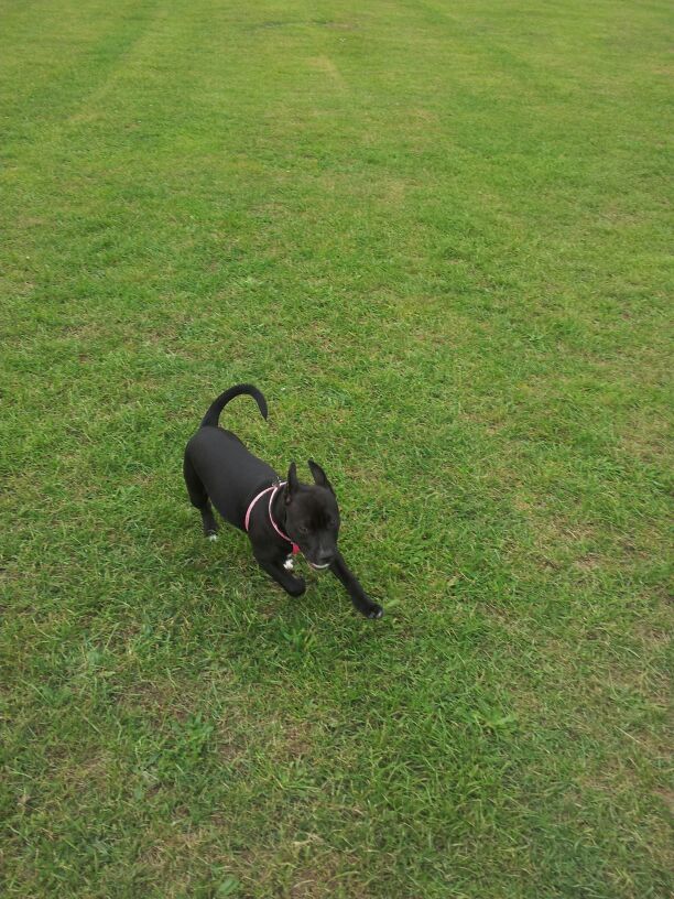 Staffies running shots - Page 2 IMG-20130911-WA0006_zpsd04356cf