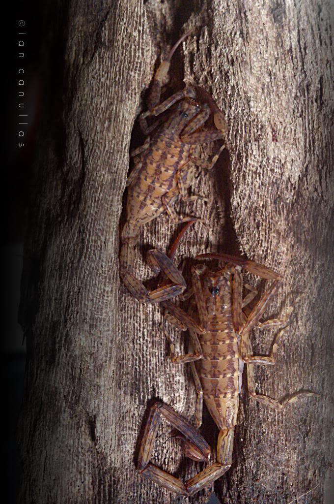 My camouflage scorpion - Isometrus maculatus (Lesser Brown Scorpion) DSC_0111_zps13210bdb
