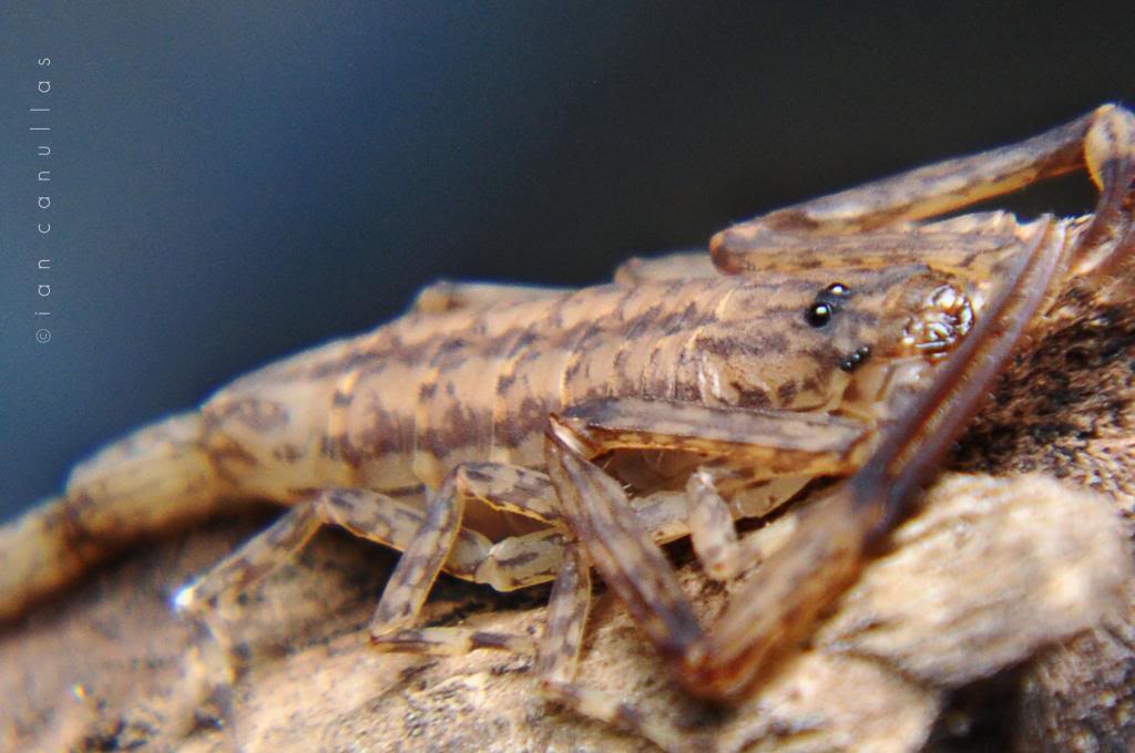 My camouflage scorpion - Isometrus maculatus (Lesser Brown Scorpion) DSC_1468_zps64fccfb4