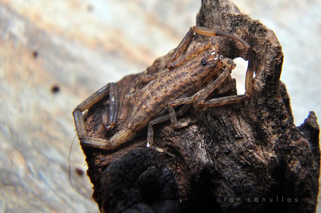 My camouflage scorpion - Isometrus maculatus (Lesser Brown Scorpion) DSC_1471_zps5083c5db