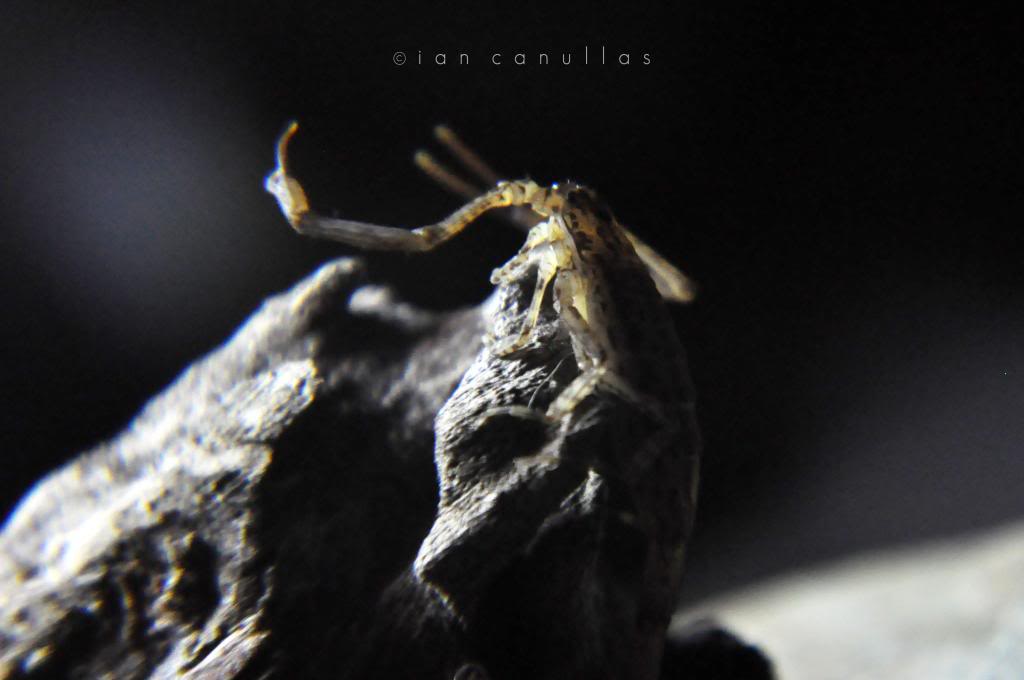 My camouflage scorpion - Isometrus maculatus (Lesser Brown Scorpion) DSC_1480_zpsbab5c05e
