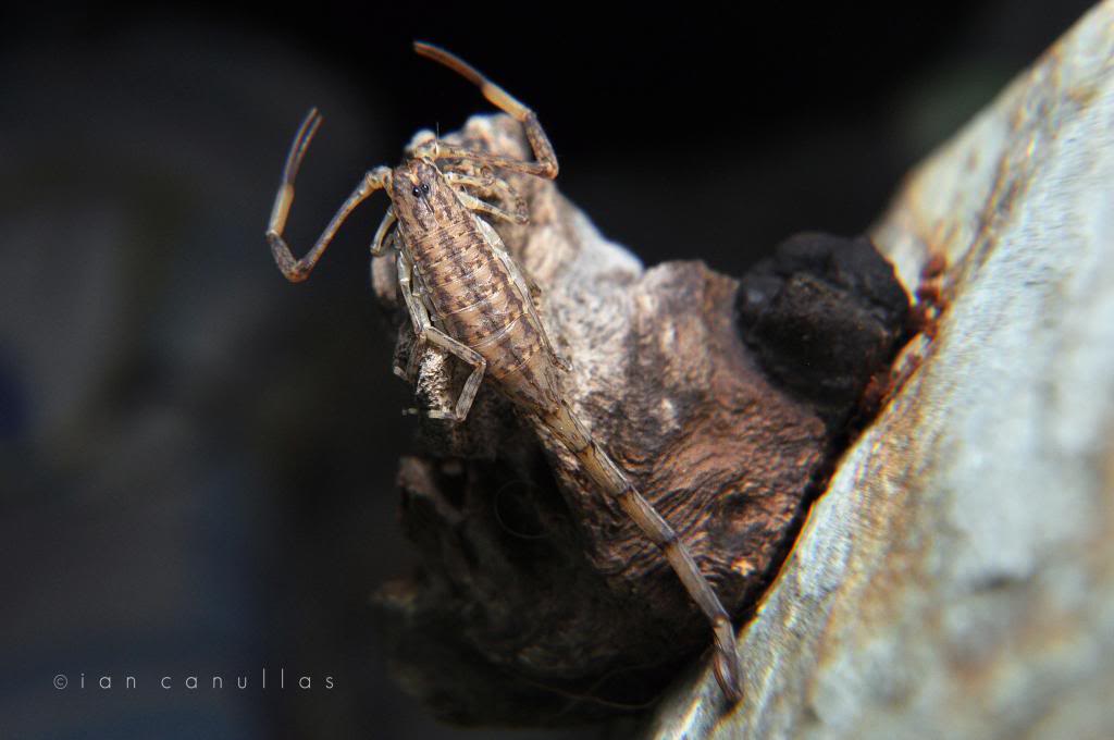 My camouflage scorpion - Isometrus maculatus (Lesser Brown Scorpion) DSC_1485_zpse36ad048
