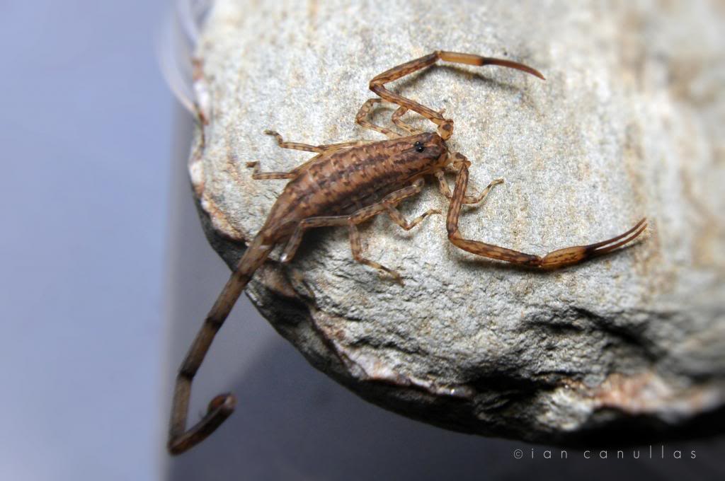 My camouflage scorpion - Isometrus maculatus (Lesser Brown Scorpion) DSC_1492crop_zps0a30ac07