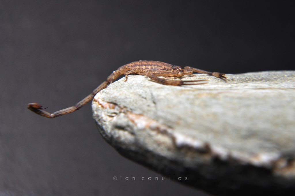 My camouflage scorpion - Isometrus maculatus (Lesser Brown Scorpion) DSC_1502_zpsb47ae605