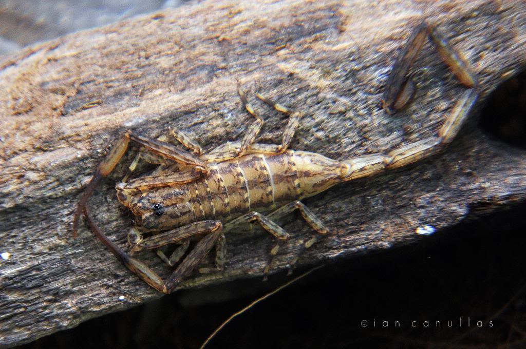 My camouflage scorpion - Isometrus maculatus (Lesser Brown Scorpion) DSC_1534_zps8d1bd00b