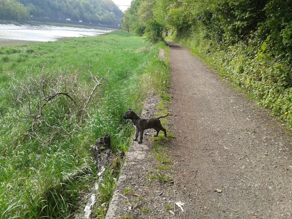 Bristol has some lovely walks 20130517_095209_zps33d49d45