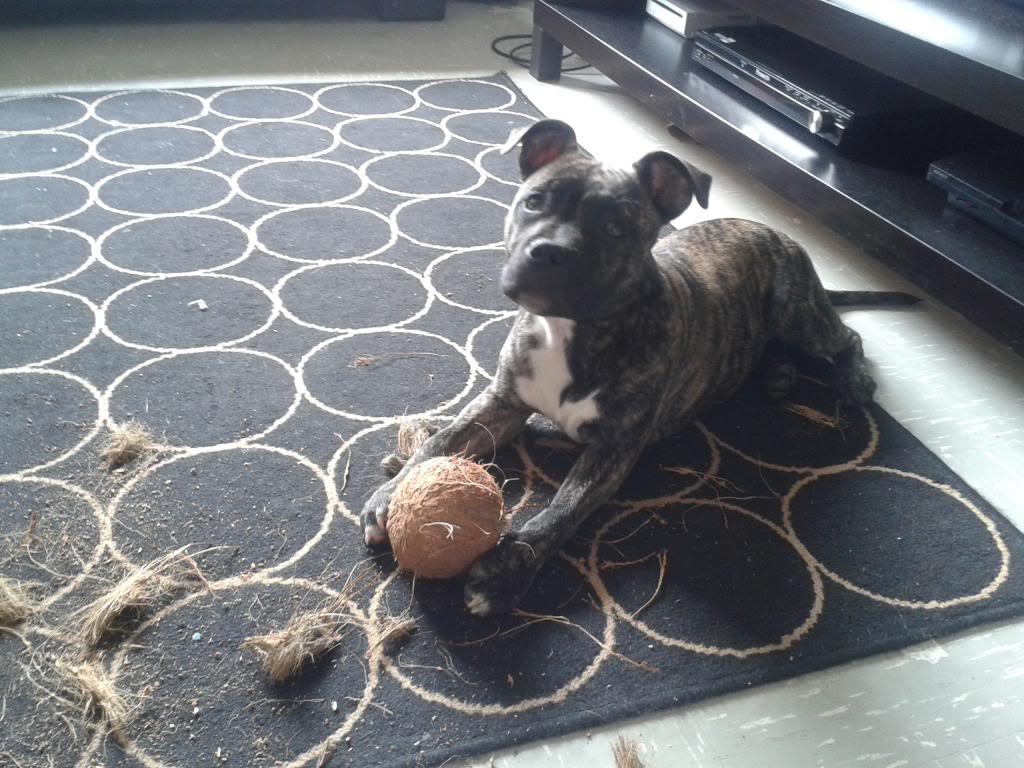 Jenson & his Coconut  20130626_102942_zps6cc5dde2