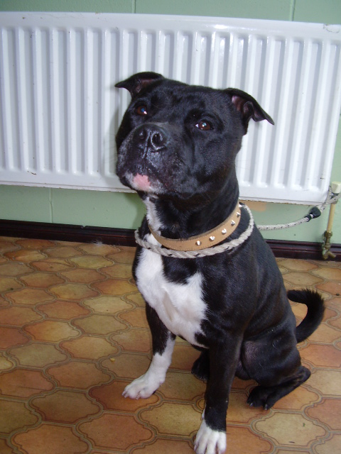 hey everyone I'm new to all this :) read how i got my staffie Sox-FirstDayAtKennels_zpsa79f424d