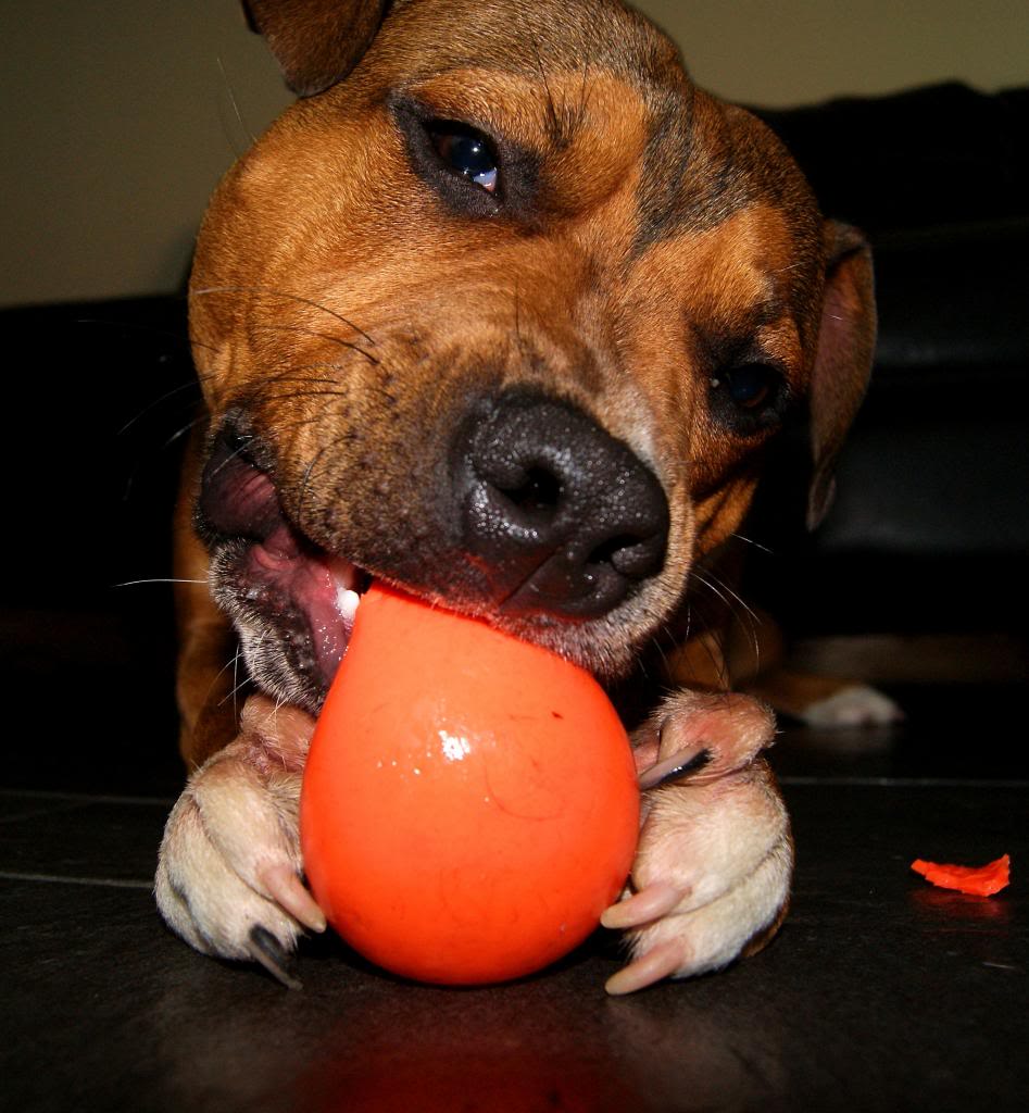 Staffies with balls - Page 2 DSC03615_zps706e52ac