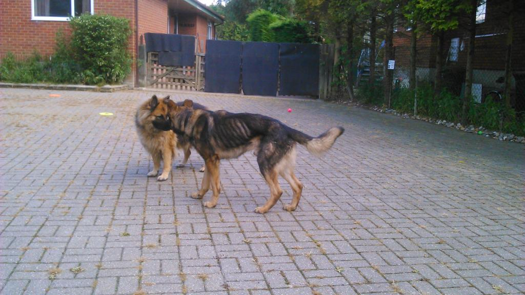 Benny - 15 mth Sable  DSC_0063_zps46ef2185