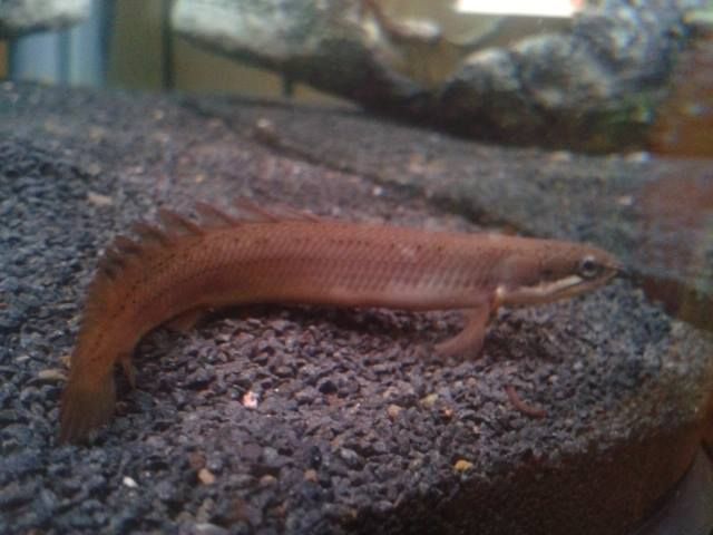 Polypterus Senegalus! 1555648_706122079419403_1259876881_n_zps4424a0c1