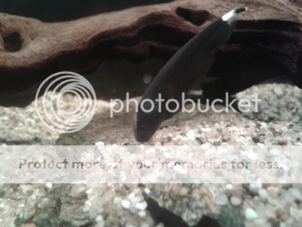  Apteronotus albifrons-Black Knife Fish Baby - Σελίδα 2 20131201_133245_zps448ef5d5