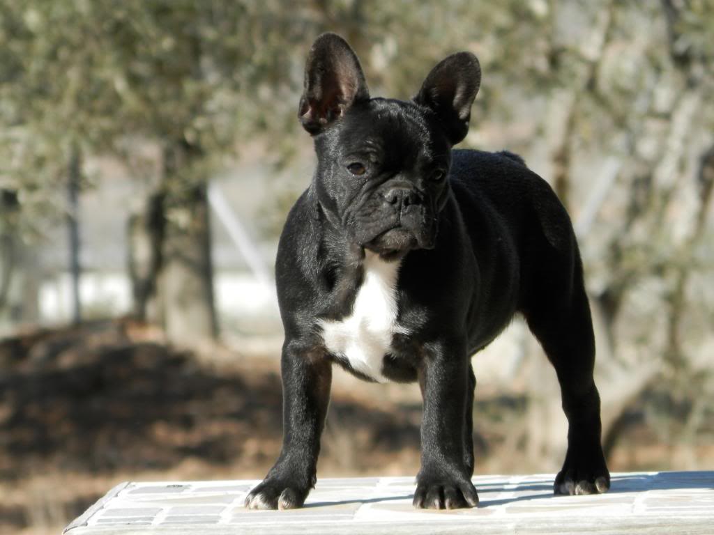 HEMBRA BRINDLE DE PETITS CHARLIES - DISPONIBLE - 2_zps50731a3e